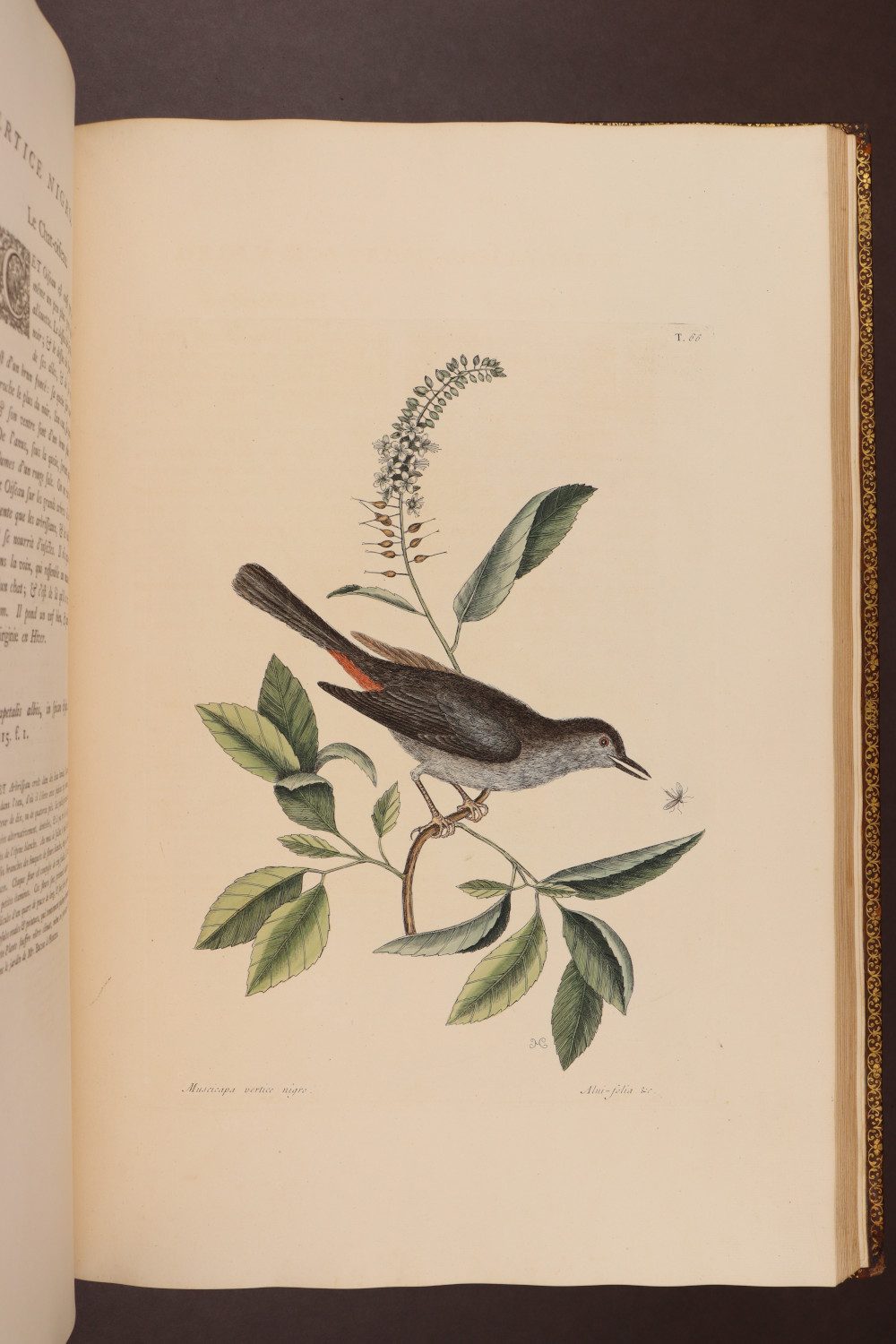 Plate 66